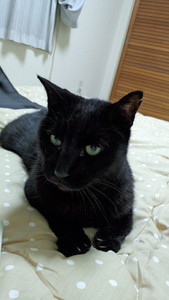 黒猫(全裸) 黒猫(全裸)