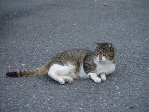ぺろっ ぺろっ