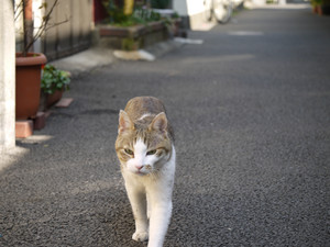 さらに接近 さらに接近