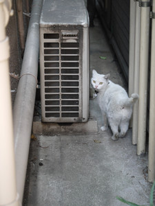 意外と美猫 意外と美猫
