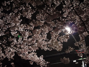 夜桜 夜桜