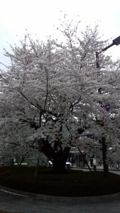 仙川の桜 仙川の桜