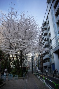 すきま桜(新宿) すきま桜(新宿)