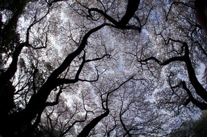 桜の木の下には 桜の木の下には
