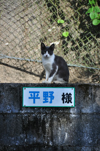 平野ですが何か 平野ですが何か