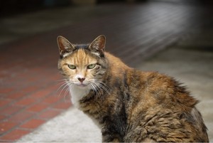 こっちみんな こっちみんな