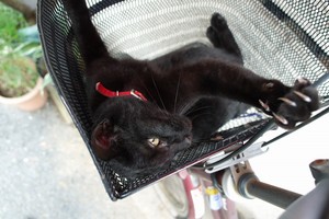 黒猫イン前カゴ 黒猫イン前カゴ