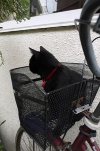 黒猫の宅急便 黒猫の宅急便