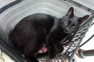 狭そう 狭そう