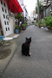 奴が来る 奴が来る