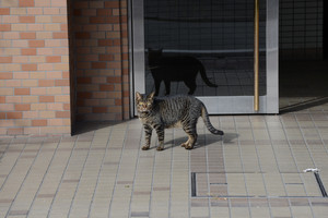 おうなんやワレ おうなんやワレ