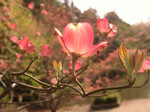 ZO3532004-04-14 ZO3532004-04-14