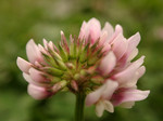 なんか花。 なんか花。