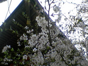 adramine2005-04-11 adramine2005-04-11