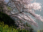 akaibara2005-04-10 akaibara2005-04-10
