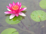 akaibara2005-05-17 akaibara2005-05-17