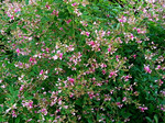 akaibara2005-09-21 akaibara2005-09-21