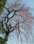 akaibara2006-03-18 akaibara2006-03-18