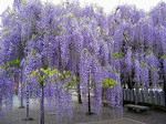 akaibara2006-05-18 akaibara2006-05-18
