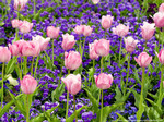 akaibara2007-04-16 akaibara2007-04-16