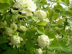 akaibara2007-04-20 akaibara2007-04-20