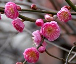 akaibara2008-02-23 akaibara2008-02-23