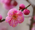 akaibara2008-03-15 akaibara2008-03-15