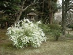 akaibara2008-04-03 akaibara2008-04-03