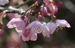 akaibara2009-03-28 akaibara2009-03-28