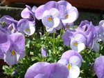 akaibara2009-04-01 akaibara2009-04-01