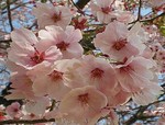 akaibara2009-04-02 akaibara2009-04-02