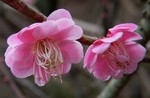 akaibara2010-02-23 akaibara2010-02-23