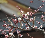 akaibara2010-02-27 akaibara2010-02-27