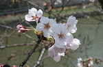 akaibara2010-04-04 akaibara2010-04-04