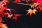 akaibara2012-11-25 akaibara2012-11-25