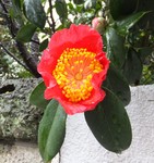 akaibara2015-03-09 akaibara2015-03-09