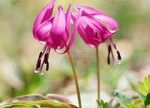 akaibara2015-03-24 akaibara2015-03-24