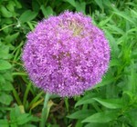 akaibara2015-05-29 akaibara2015-05-29
