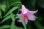 akaibara2015-06-13 akaibara2015-06-13