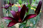 akaibara2015-06-27 akaibara2015-06-27