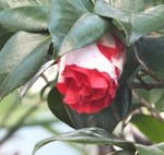 akaibara2016-02-17 akaibara2016-02-17