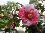 akaibara2016-03-06 akaibara2016-03-06