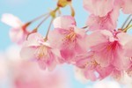 akaibara2016-03-22 akaibara2016-03-22
