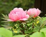 akaibara2016-04-27 akaibara2016-04-27