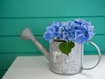 akaibara2016-06-21 akaibara2016-06-21