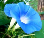 akaibara2016-08-01 akaibara2016-08-01