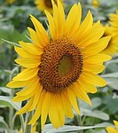 akaibara2016-08-26 akaibara2016-08-26