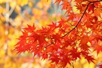 akaibara2016-11-07 akaibara2016-11-07