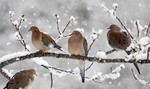 akaibara2017-01-20 akaibara2017-01-20