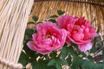 akaibara2017-02-07 akaibara2017-02-07